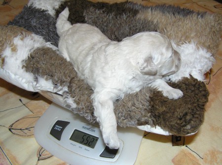 ... ale nemají na to udržet váhu v klidu!